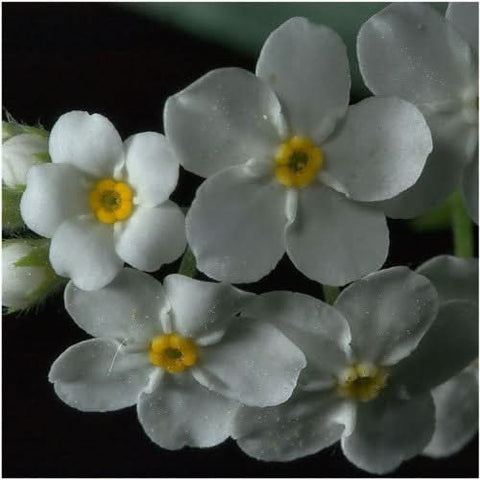 White Forget-Me-Not Seeds For Planting (Myosotis alpestris)
