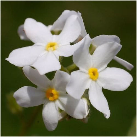 White Forget-Me-Not Seeds For Planting (Myosotis alpestris)