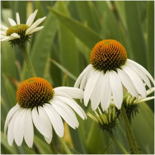 white swan coneflower