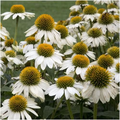 white swan coneflower