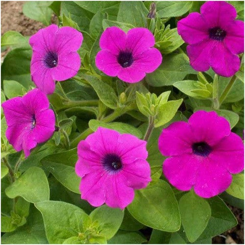 Wild Petunia Seeds For Planting