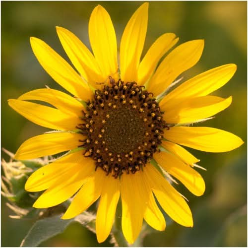 wild sunflower