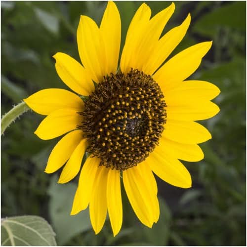 Wild Sunflower Seeds For Planting (Helianthus annuus)