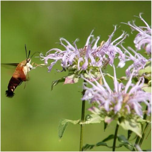 WILD BERGAMOT BEE BALM SEEDS FOR PLANTING