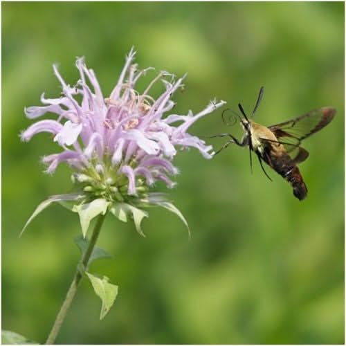 WILD BERGAMOT BEE BALM SEEDS FOR PLANTING