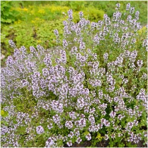 Wild Creeping Thyme Seeds For Planting