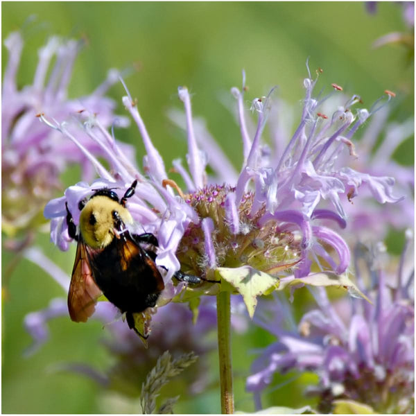 wild bee balm seeds