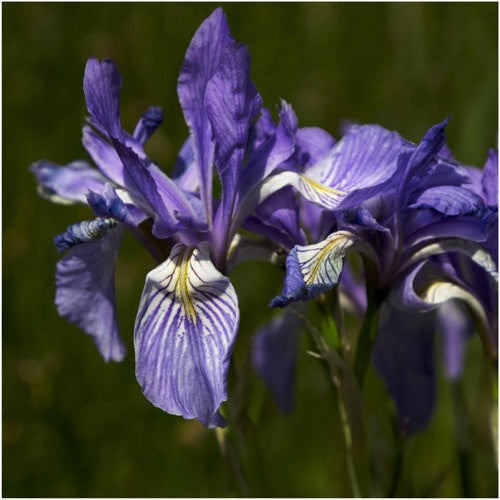 wild blue iris