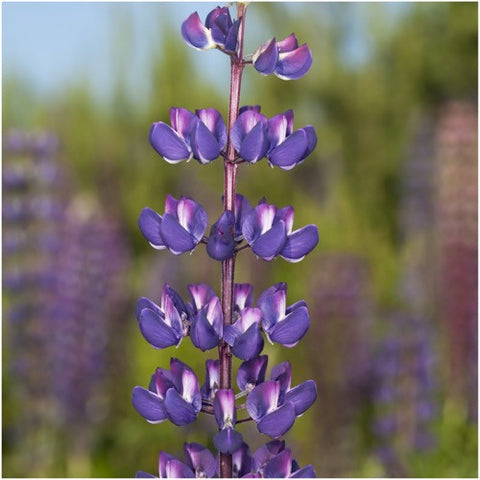 Wild Perennial Lupine Seeds For Planting (Lupinus perennis)