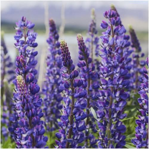 wild perennial lupine seeds for planting