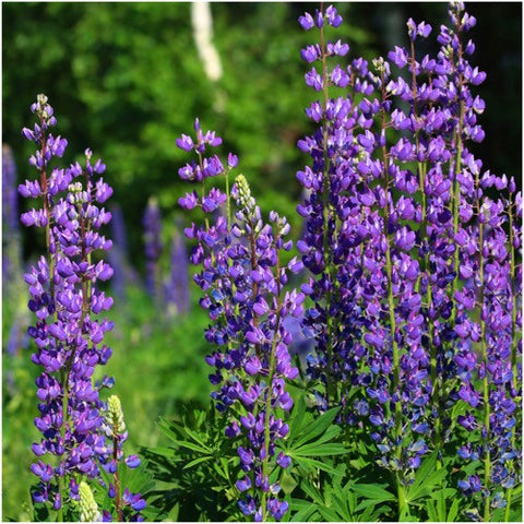 Wild Perennial Lupine Seeds For Planting (Lupinus perennis)