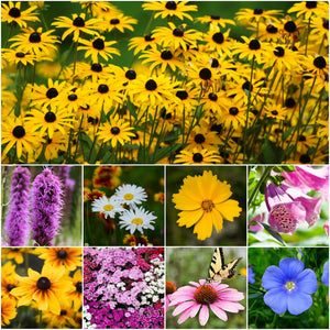 Perennial Wildflower Mixture (16 Species Included)