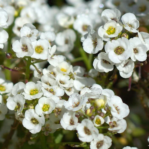 Texas Oklahoma Wildflower Mixture