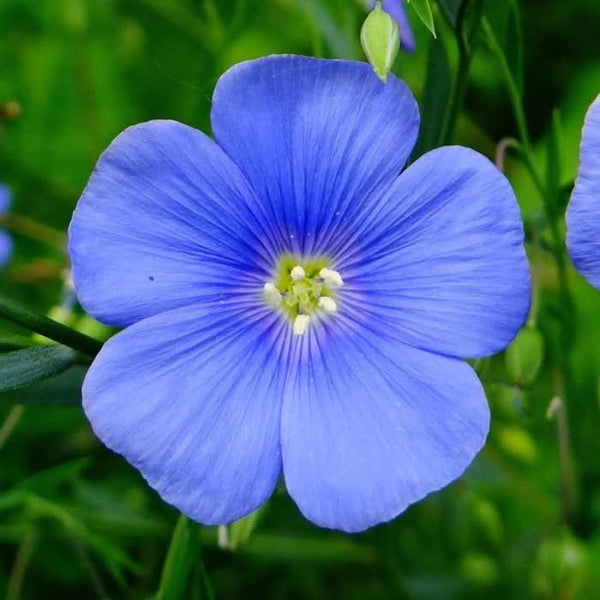 oklahoma wildflower seed mix Texas Oklahoma Wildflower Mixture – Seed Needs LLC