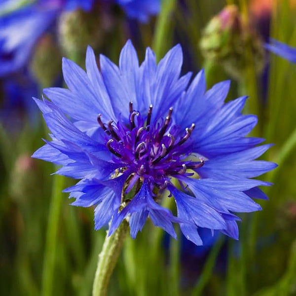 oklahoma wildflowers seeds Texas Oklahoma Wildflower Mixture – Seed Needs LLC