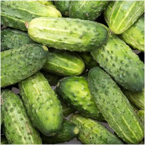 wisconsin smr 58 cucumber seeds for planting