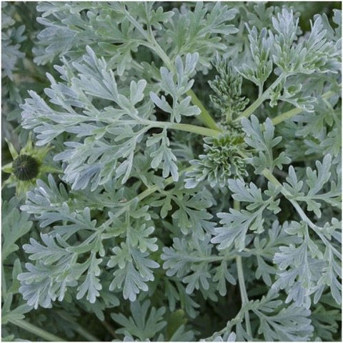 Wormwood Herb Seeds For Planting (Artemisis absinthium)