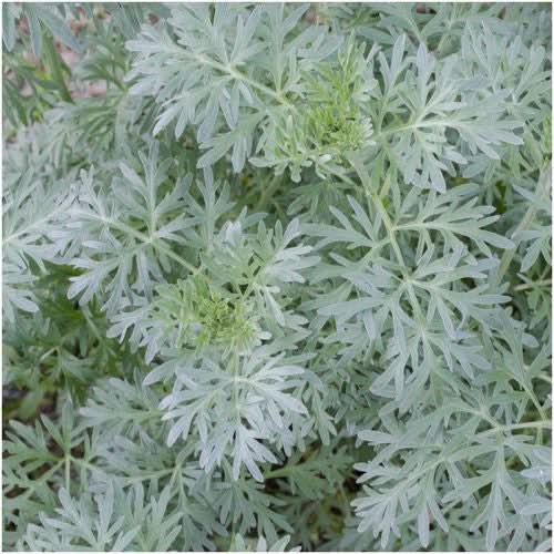 wormwood seeds for planting