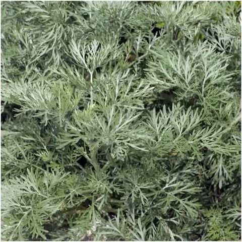 Wormwood Herb Seeds For Planting (Artemisis absinthium)