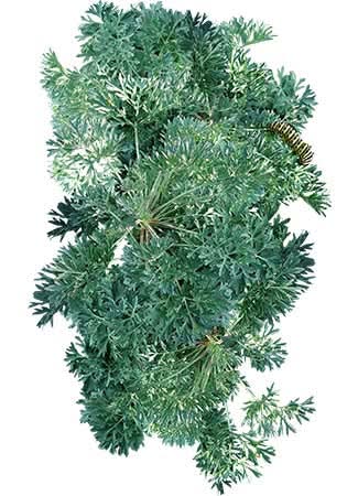 Wormwood Herb Seeds For Planting (Artemisis absinthium)