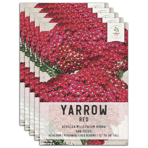 Red Yarrow Seeds For Planting (Achillea millefolium rubra)