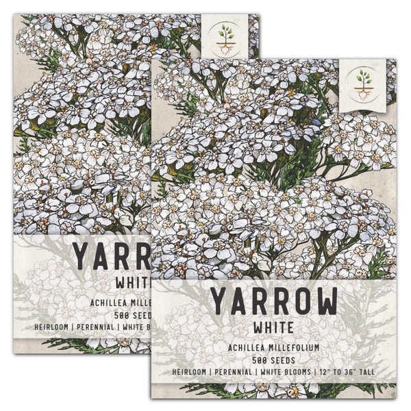 White Yarrow Seeds For Planting (Achillea millefolium)