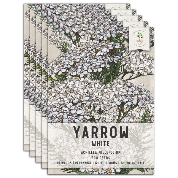 plant yarrow seeds White Yarrow Seeds For Planting (Achillea millefolium) Seed Needs – Seed Needs LLC