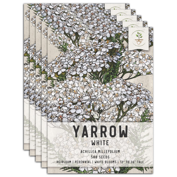 White Yarrow Seeds For Planting (Achillea millefolium)