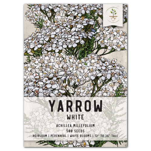white yarrow seeds for planting