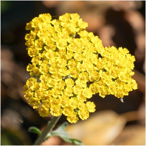 gold yarrow seeds for planting