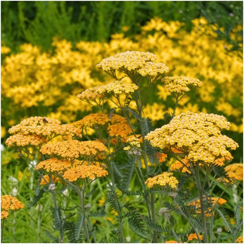 gold yarrow seeds for planting