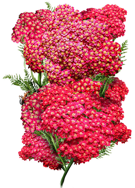 Red Yarrow Seeds For Planting (Achillea millefolium rubra)