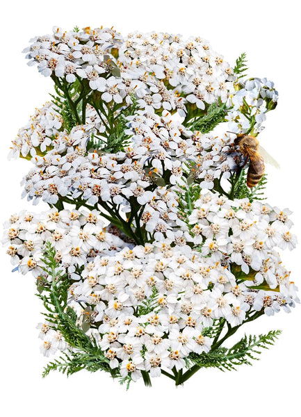 White Yarrow Seeds For Planting (Achillea millefolium)