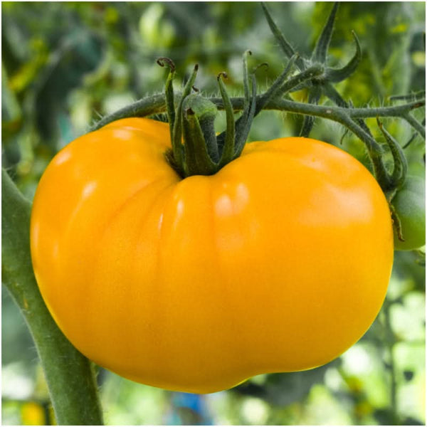 Yellow Brandywine Tomato Seeds For Planting (Lycopersicon esculentum)