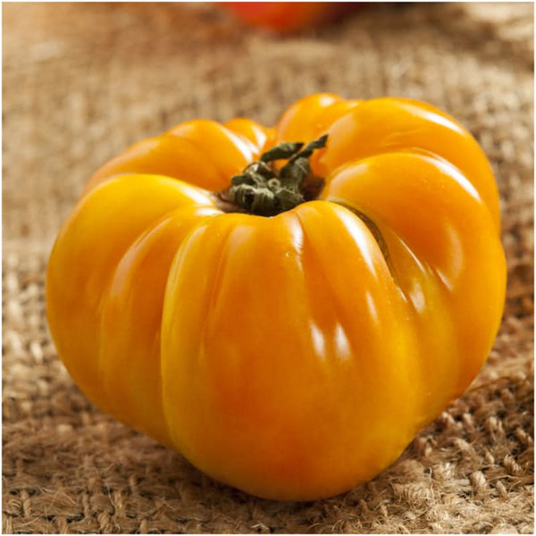 Yellow Brandywine Tomato Seeds For Planting (Lycopersicon esculentum)