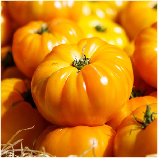 Yellow Brandywine Tomato Seeds For Planting (Lycopersicon esculentum)