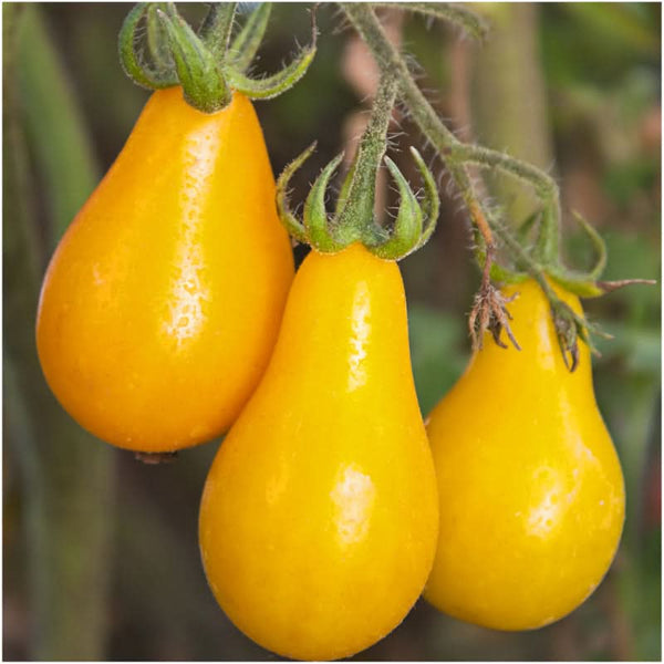 Yellow Pear Tomato Seeds For Planting (Solanum lycopersicum)