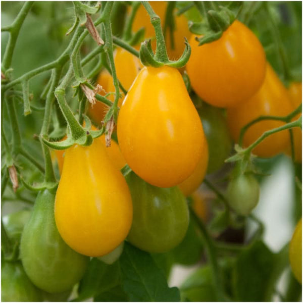 Yellow Pear Tomato Seeds For Planting (Solanum lycopersicum)