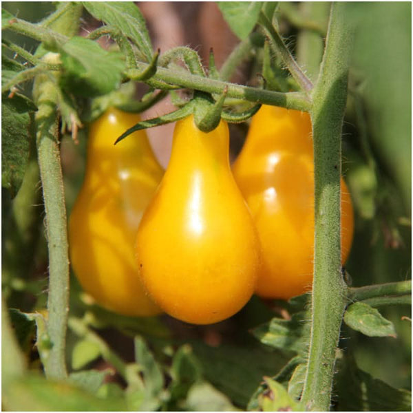 Yellow Pear Tomato Seeds For Planting (Solanum lycopersicum)