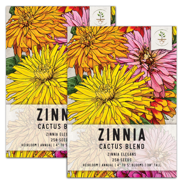 Cactus Zinnia Seeds For Planting Mixed Colors (Zinnia elegans)