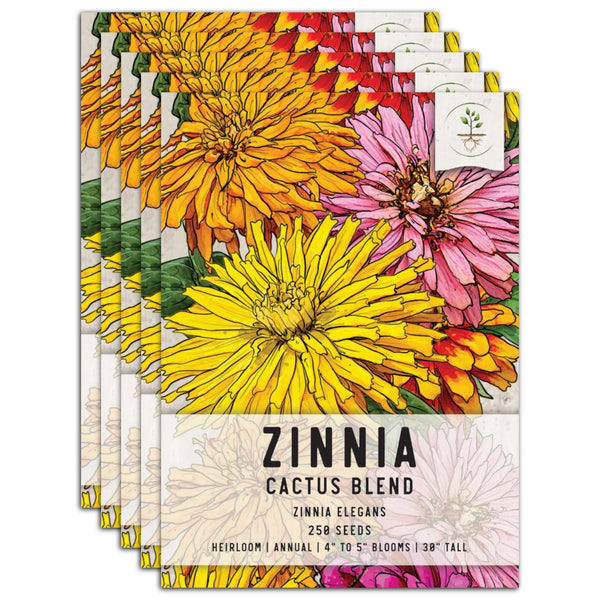 Cactus Zinnia Seeds For Planting Mixed Colors (Zinnia elegans)