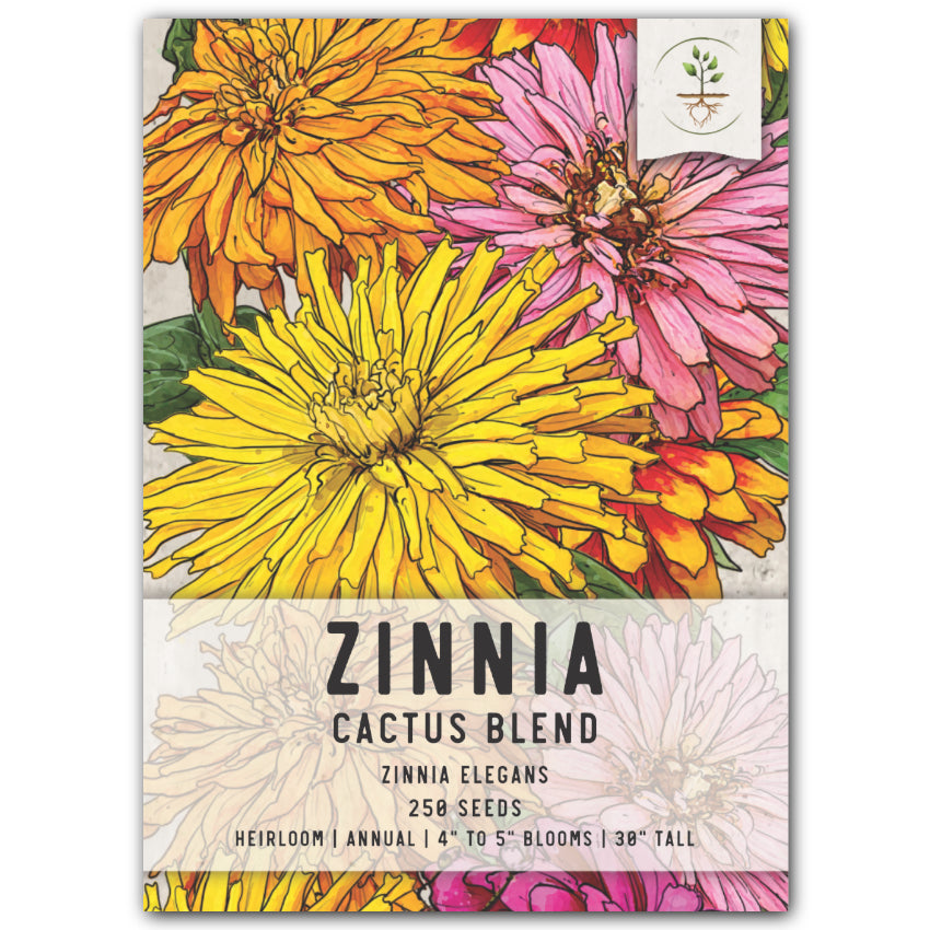 Cactus Zinnia Seeds For Planting Mixed Colors (Zinnia elegans)