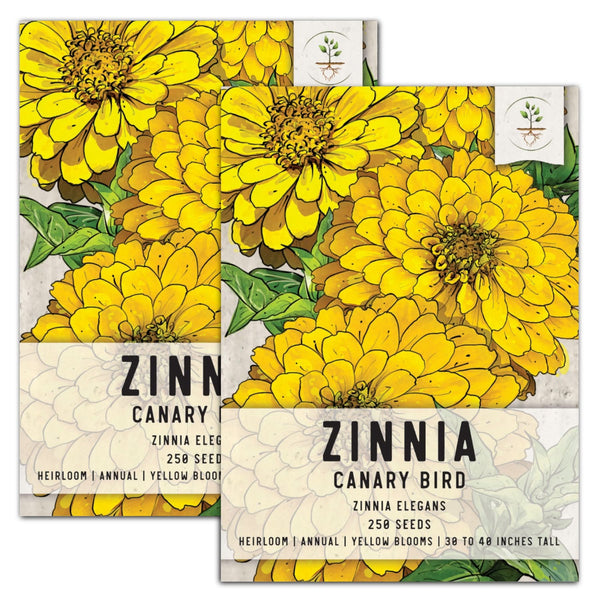 Canary Bird Zinnia Seeds For Planting (Zinnia elegans)