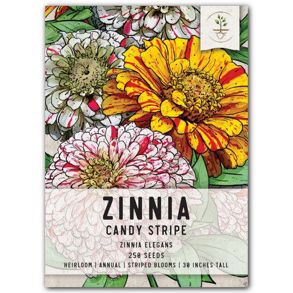 Candystripe Zinnia Mixture (Zinnia elegans)