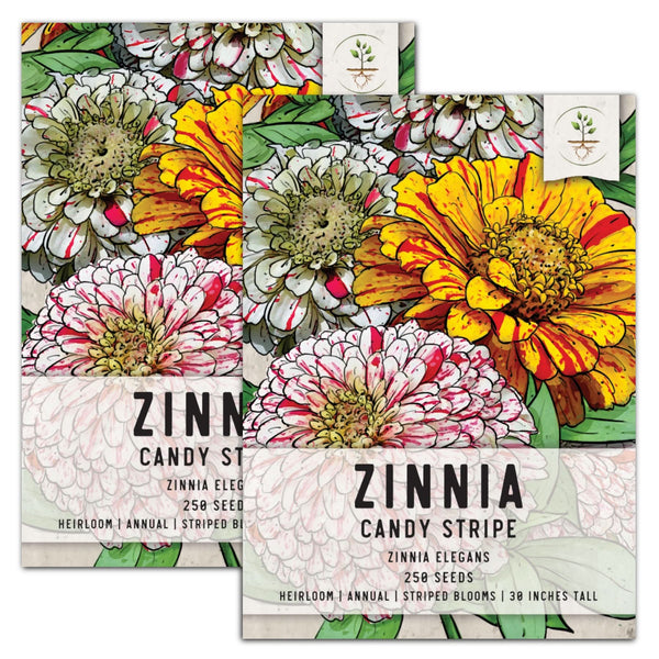Candystripe Zinnia Mixture (Zinnia elegans)