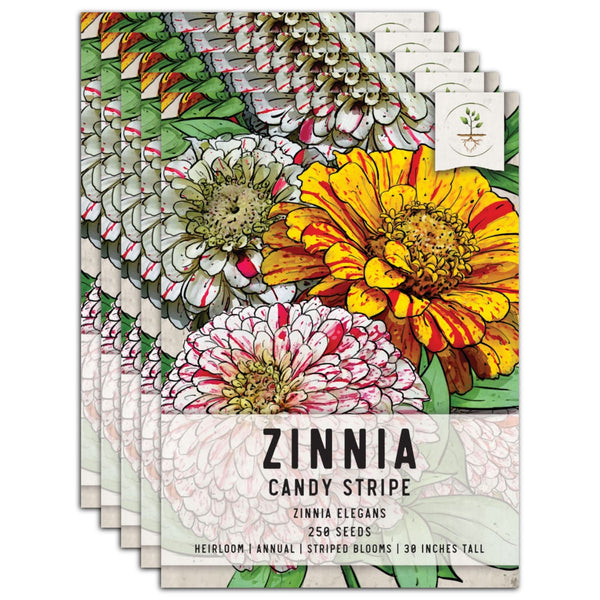 Candystripe Zinnia Mixture (Zinnia elegans)