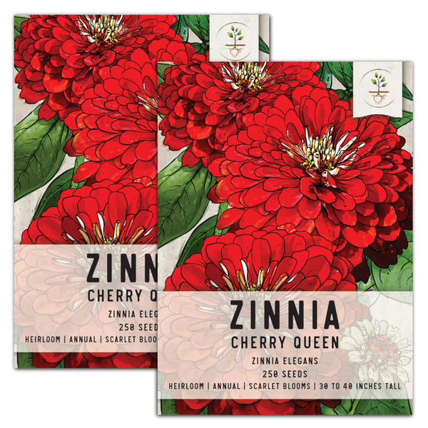 Cherry Queen Zinnia Seeds For Planting (Zinnia elegans)