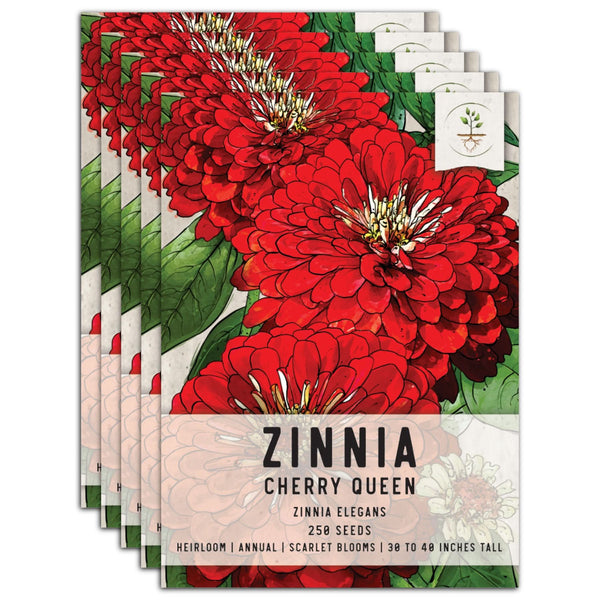 Cherry Queen Zinnia Seeds For Planting (Zinnia elegans)