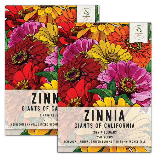 Giants Of California Zinnia Mixture (Zinnia elegans)
