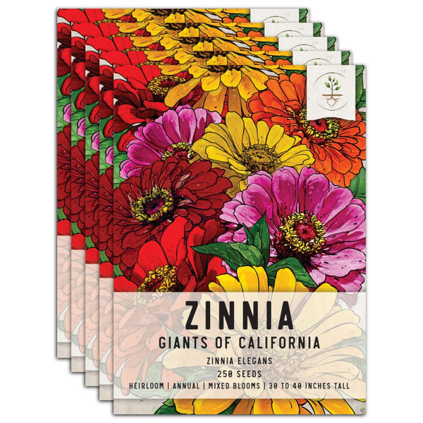 Giants Of California Zinnia Mixture (Zinnia elegans)